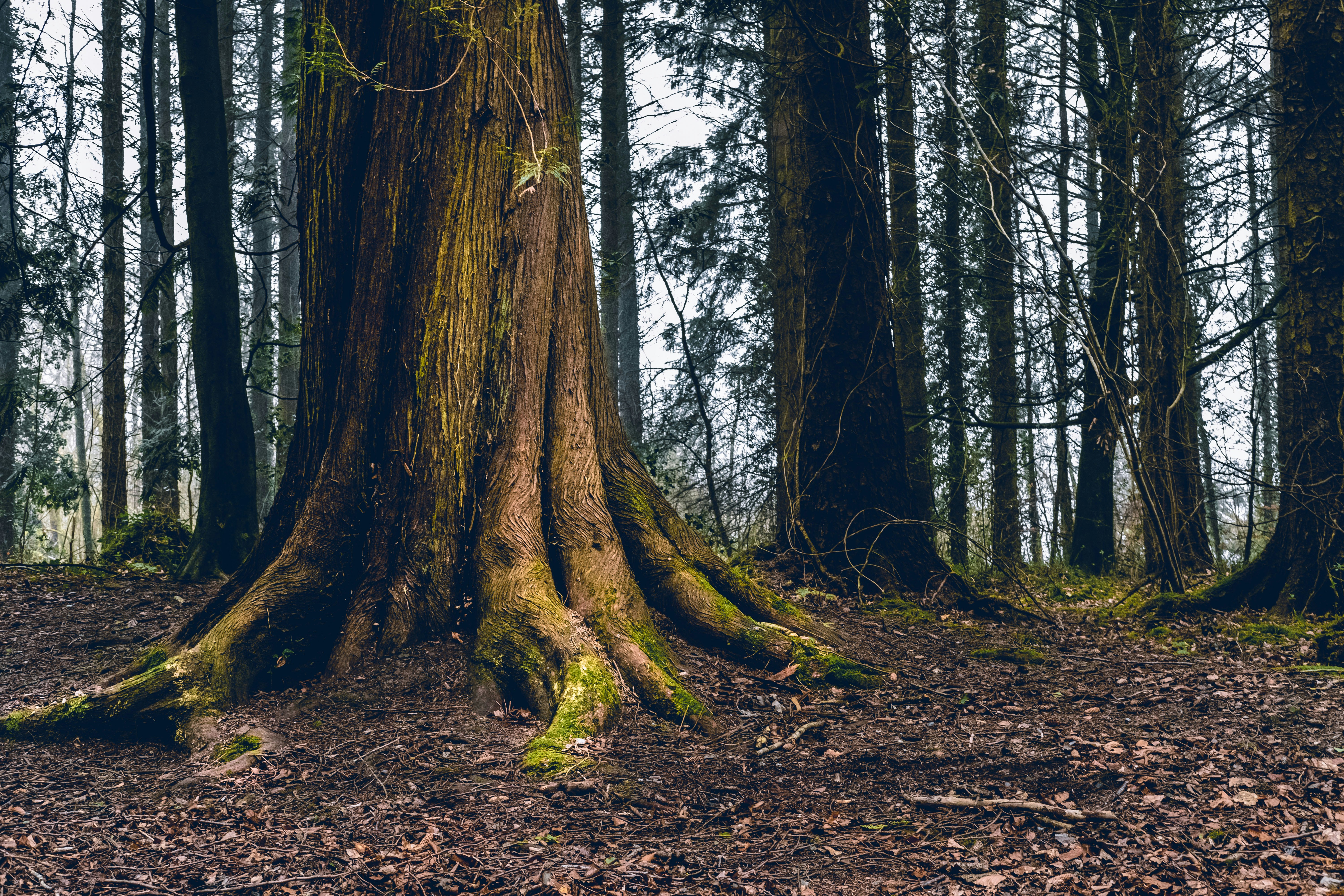 photo-1553111850-67ba60bf1b50