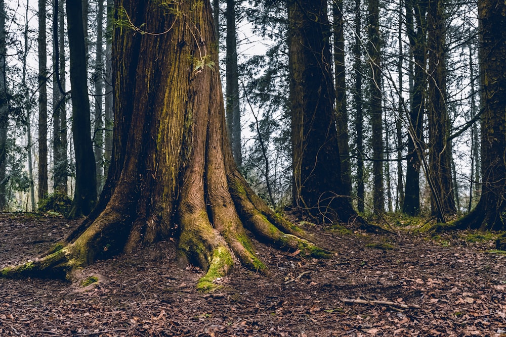 fotografia de paisagem de árvores