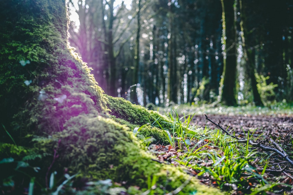 a moss covered tree trunk in a forest