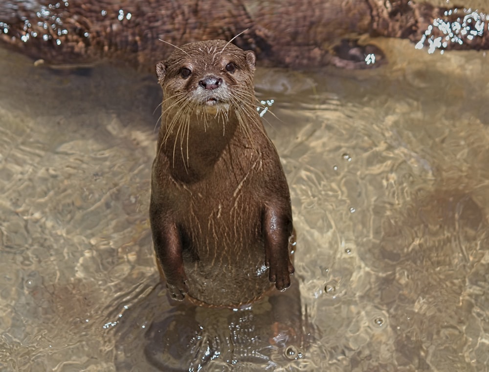 brown animal on water