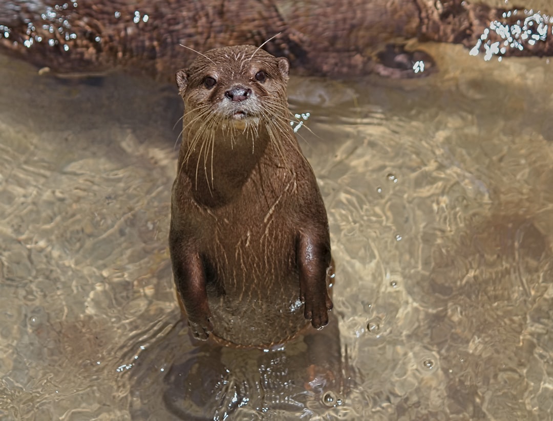 brown animal on water, Young curious otter