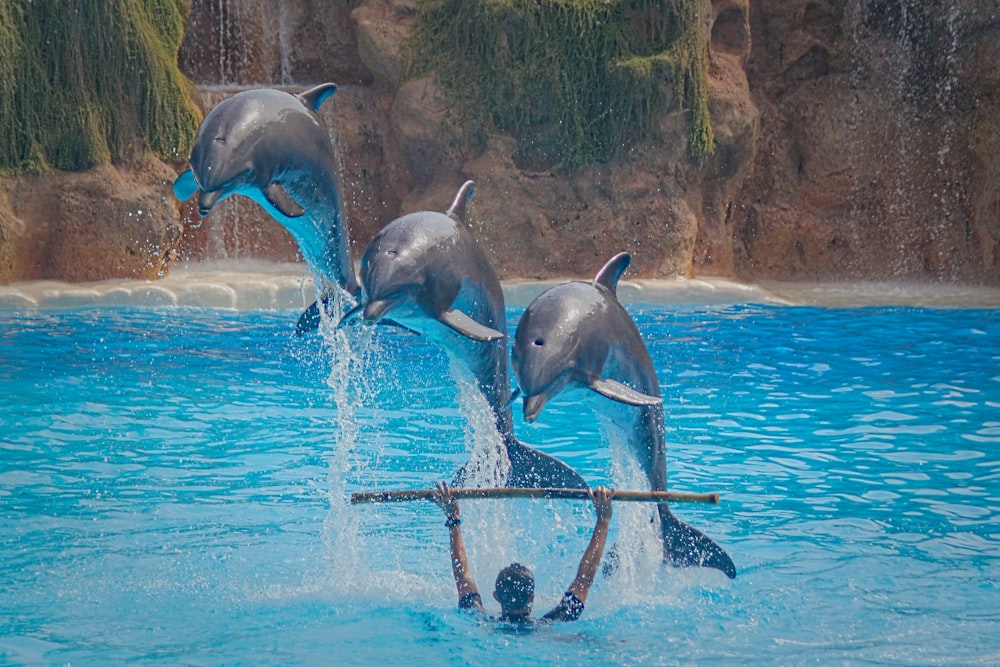 three dolphins jump over man