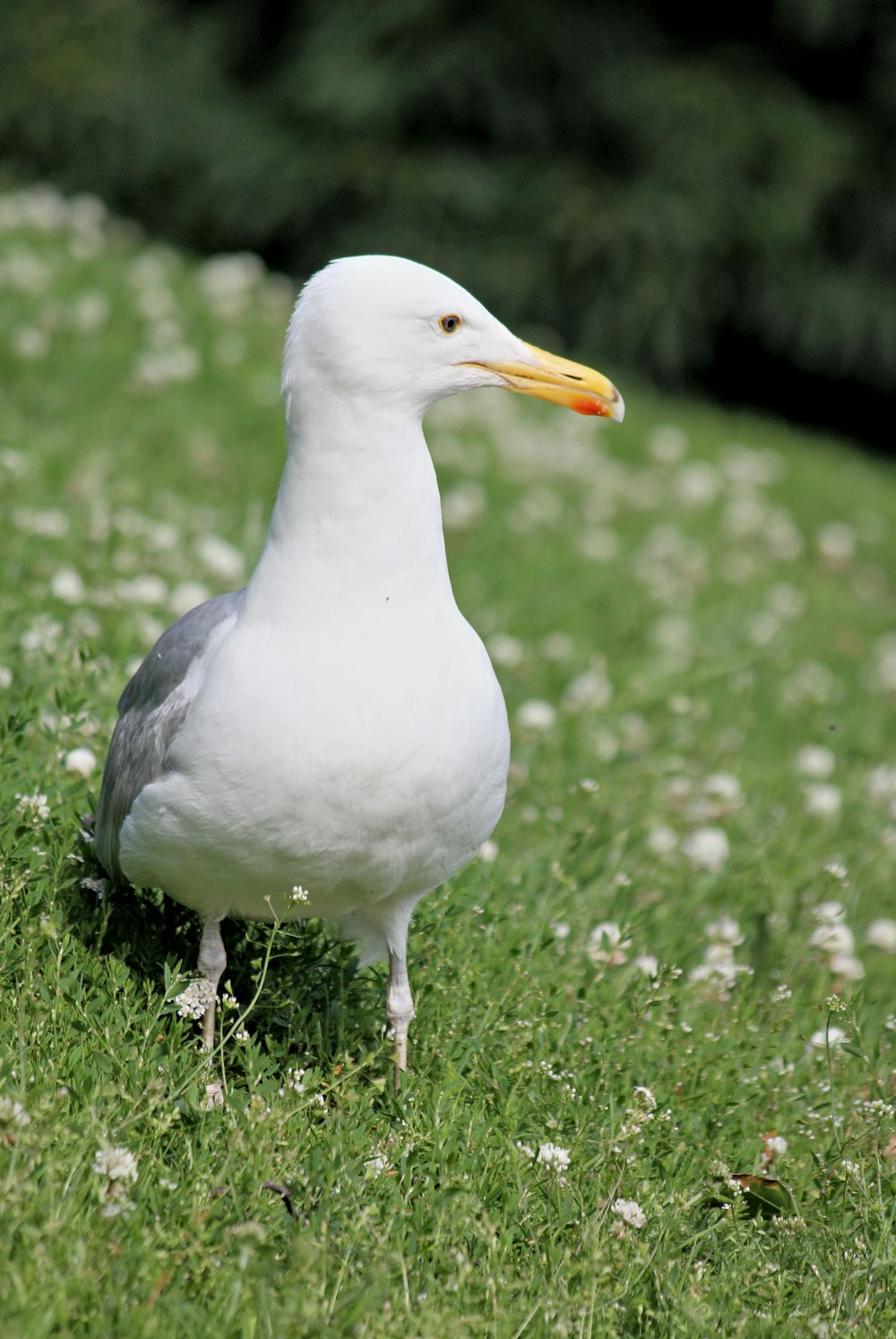 seagull on green grass