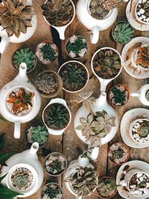 A collection of colorful mini succulent pots arranged neatly on a wooden desk.