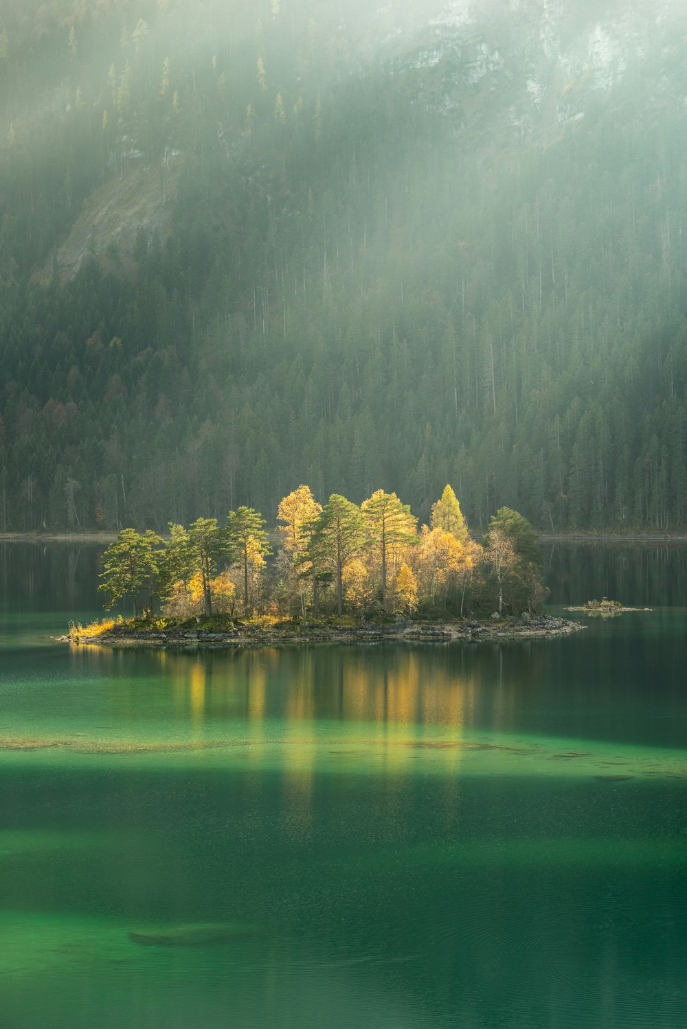 trees surrounded by body water during daytime