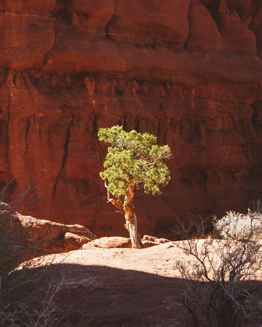 green-leafed tree beside rock