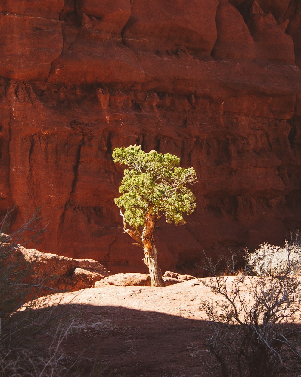 albero a foglia verde accanto alla roccia