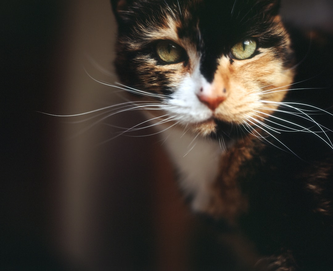 shallow focus photography of orange, black, and white cat