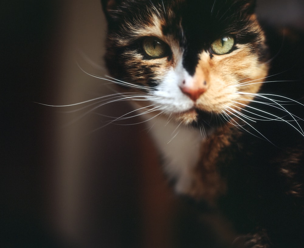 Fotografia a fuoco superficiale di un gatto arancione, nero e bianco