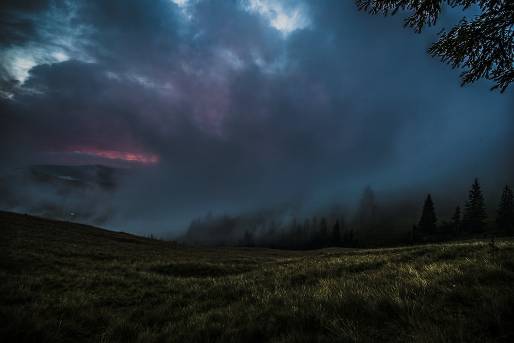 green trees under gray sky