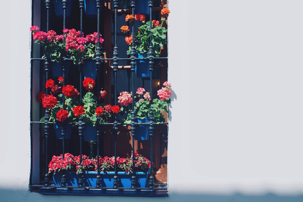 red, orange, and pink flowers on window