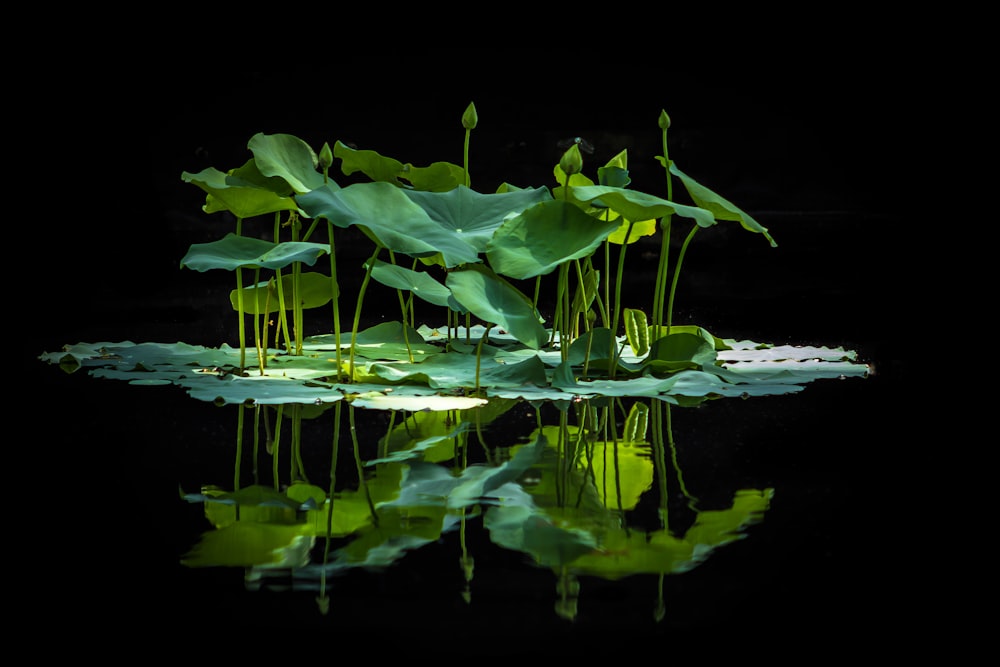 green-leaf plant and lilies