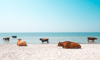 Several cows are relaxing and wading on a sandy beach next to the calm blue sea. The sky is clear and blue, adding to the serene atmosphere.