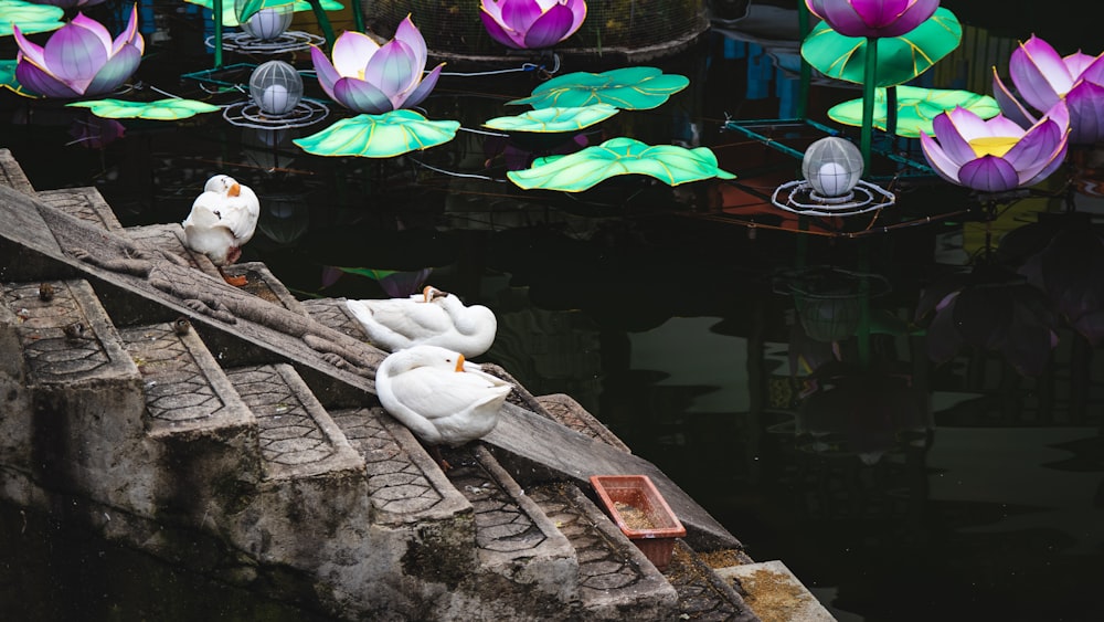 swans standing on stairs near calm body of water