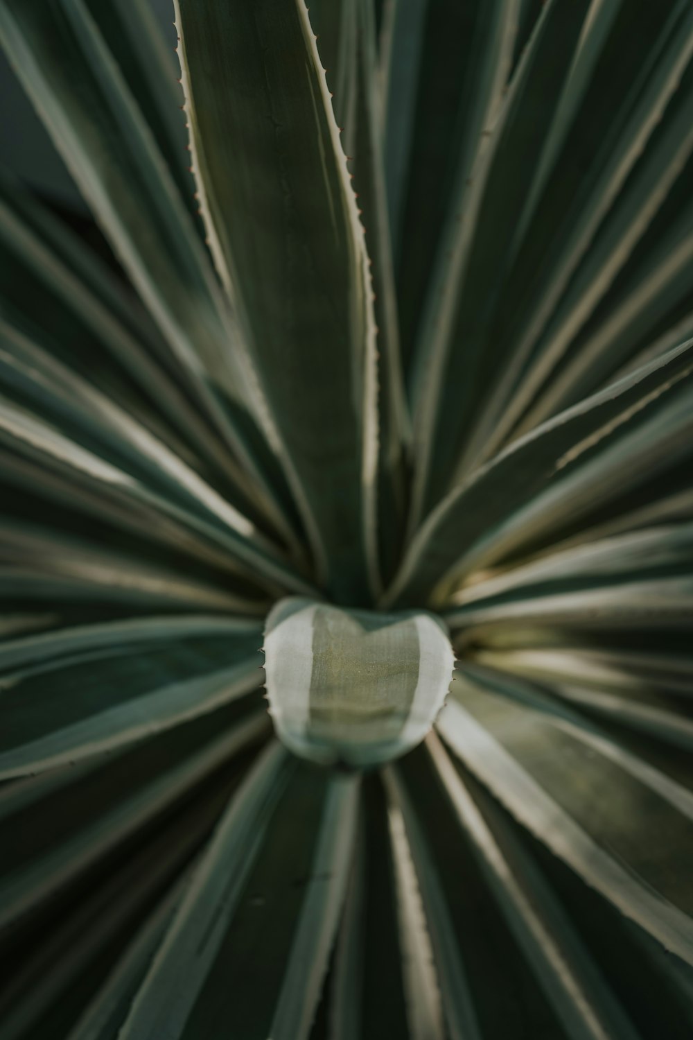 green leafed spiky plant