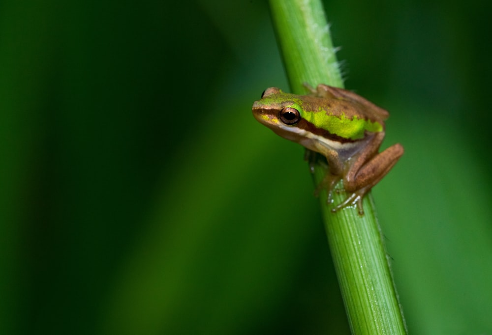 brown and green frog on green stem