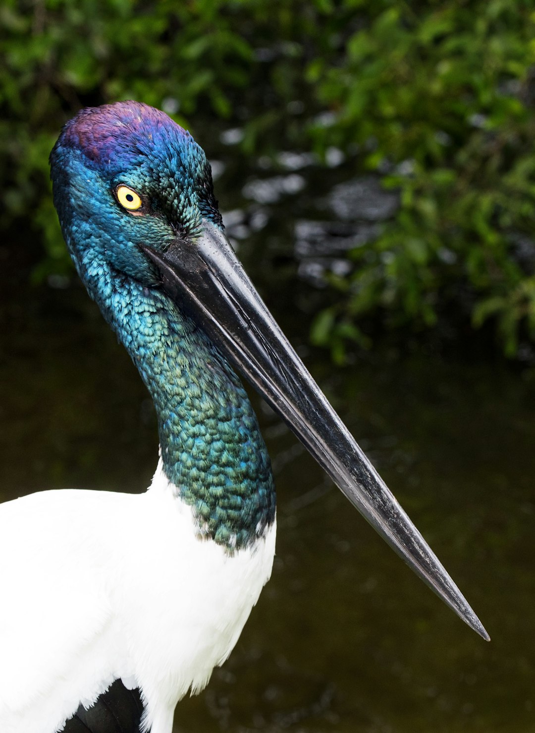The feathers of the black-necked stork or Jabiru are a beautiful iridescent colour. The female birds have yellow eyes, while the males have black eyes.