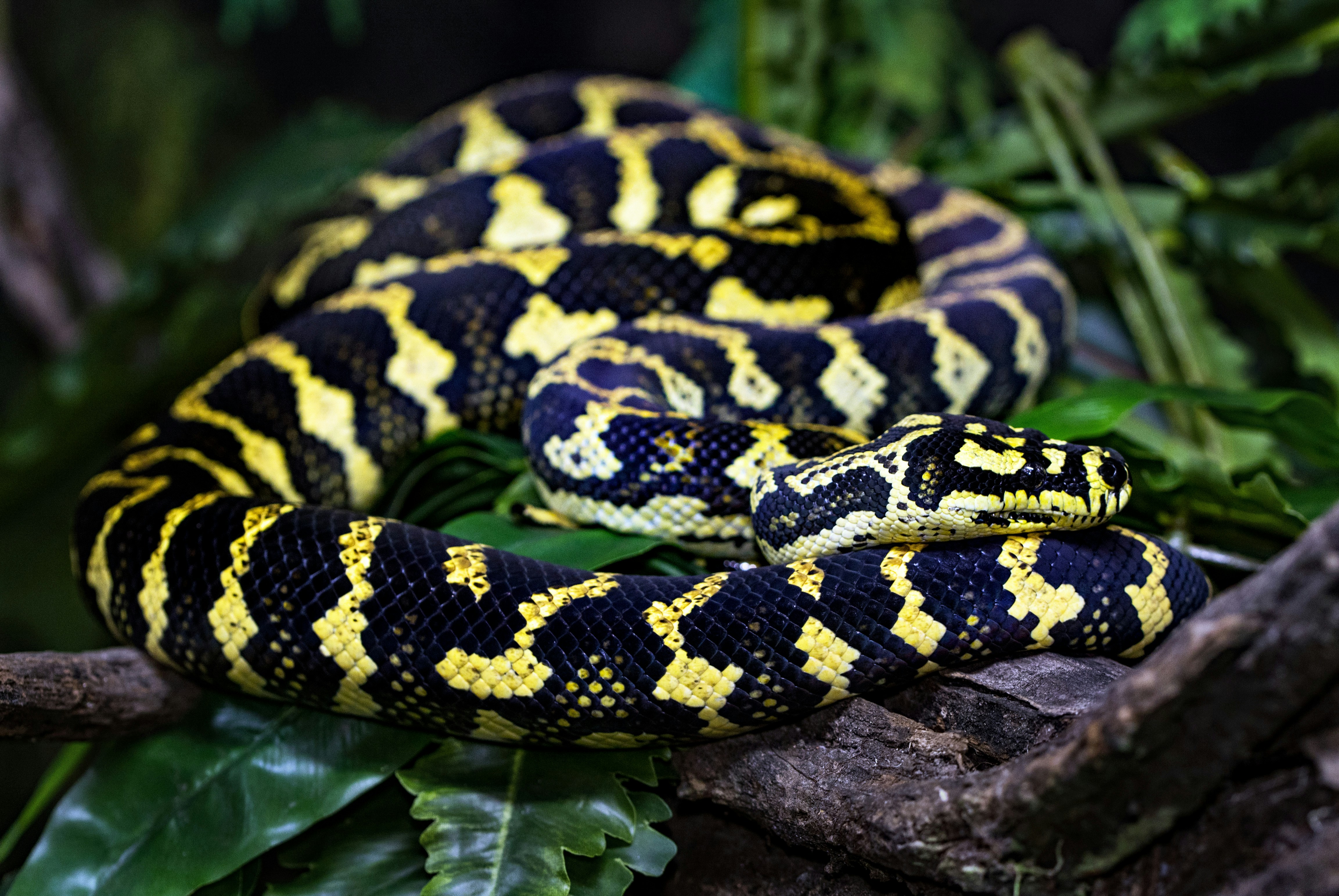 Shallow Focus Photography Of Black And Yellow Snake Photo Free