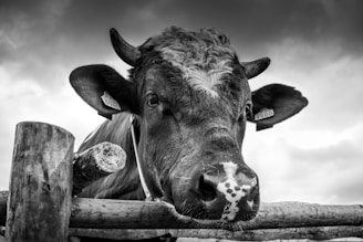 A close-up image of a bull with large horns standing behind a wooden fence. The bull has a distinct curly patch of fur on its forehead and numbered ear tags. The sky is overcast, creating a dramatic background.