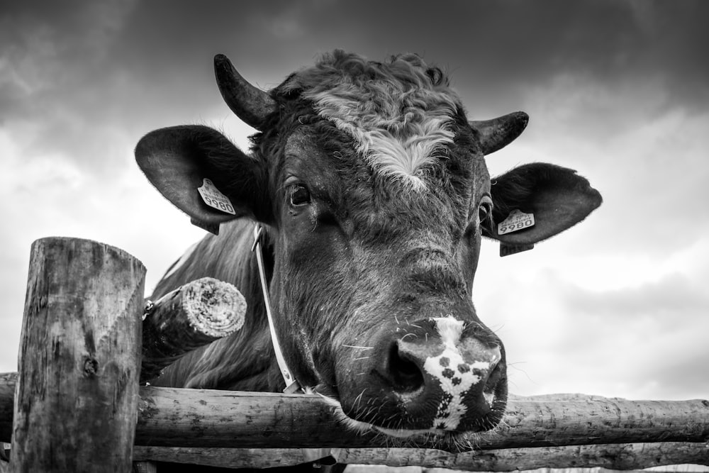grayscale photo of cow near fence