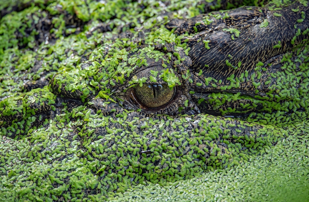a close up of an alligator's eye covered in moss