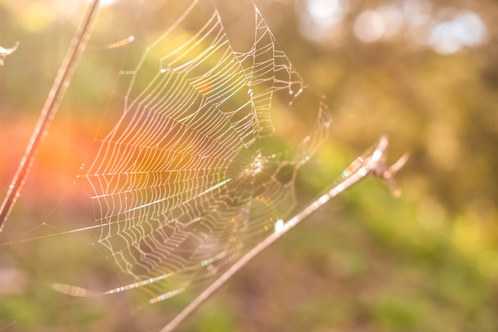 spider web view