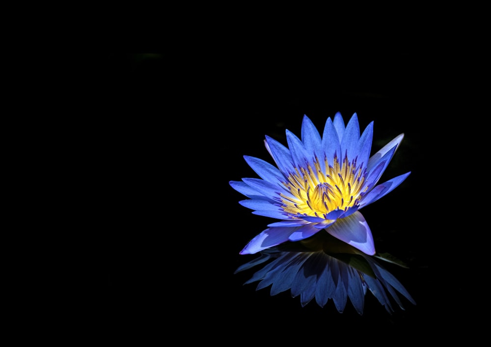 purple flower on black background