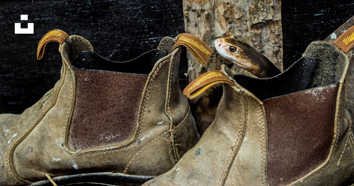 Snake Inside Boot Snake on brown boot photo – Free Australia Image on Unsplash