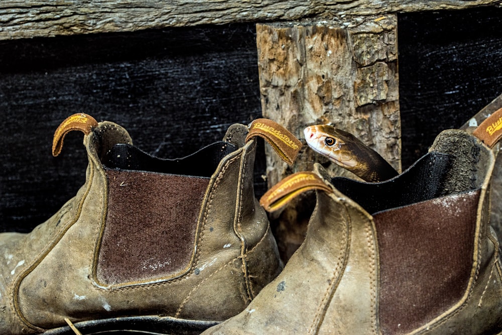 snake on brown boot