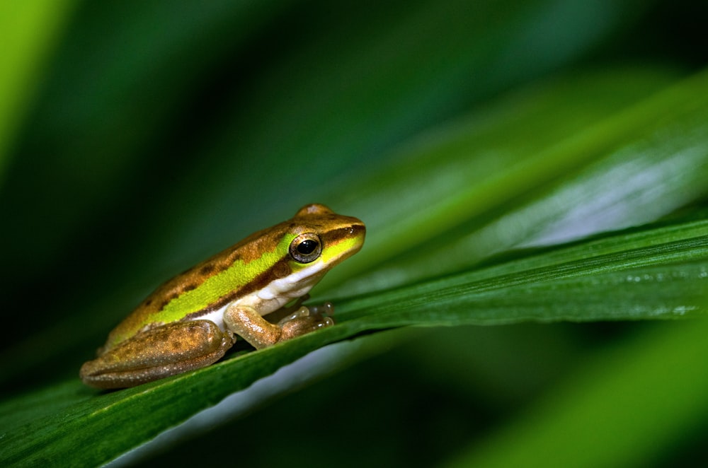 macro photography of green frog