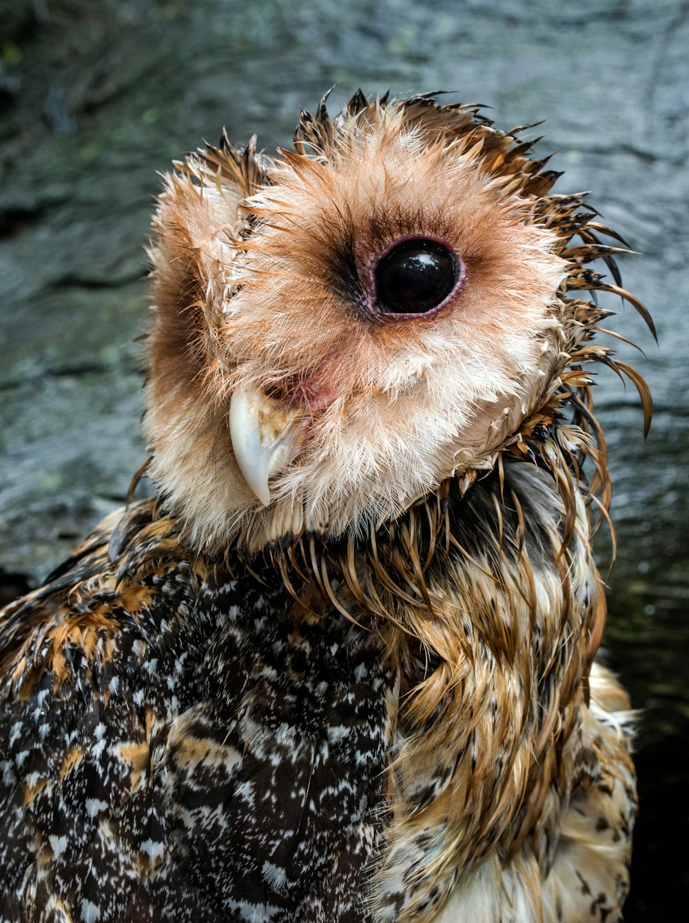 close-up photography of owl