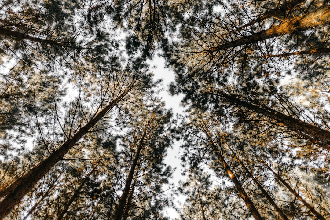 low-angle photography of trees