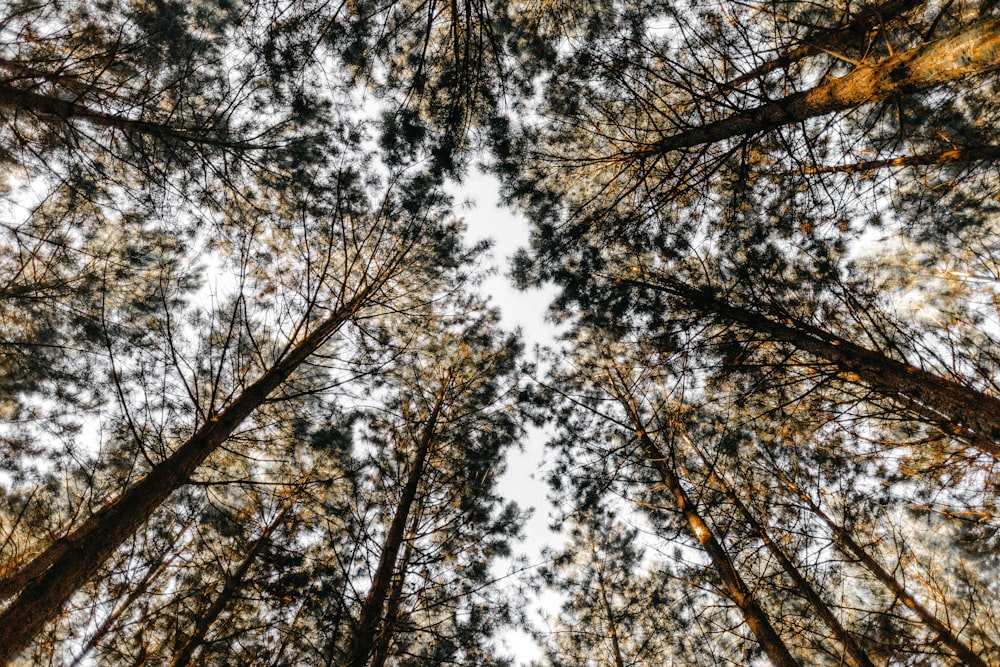 low-angle photography of trees