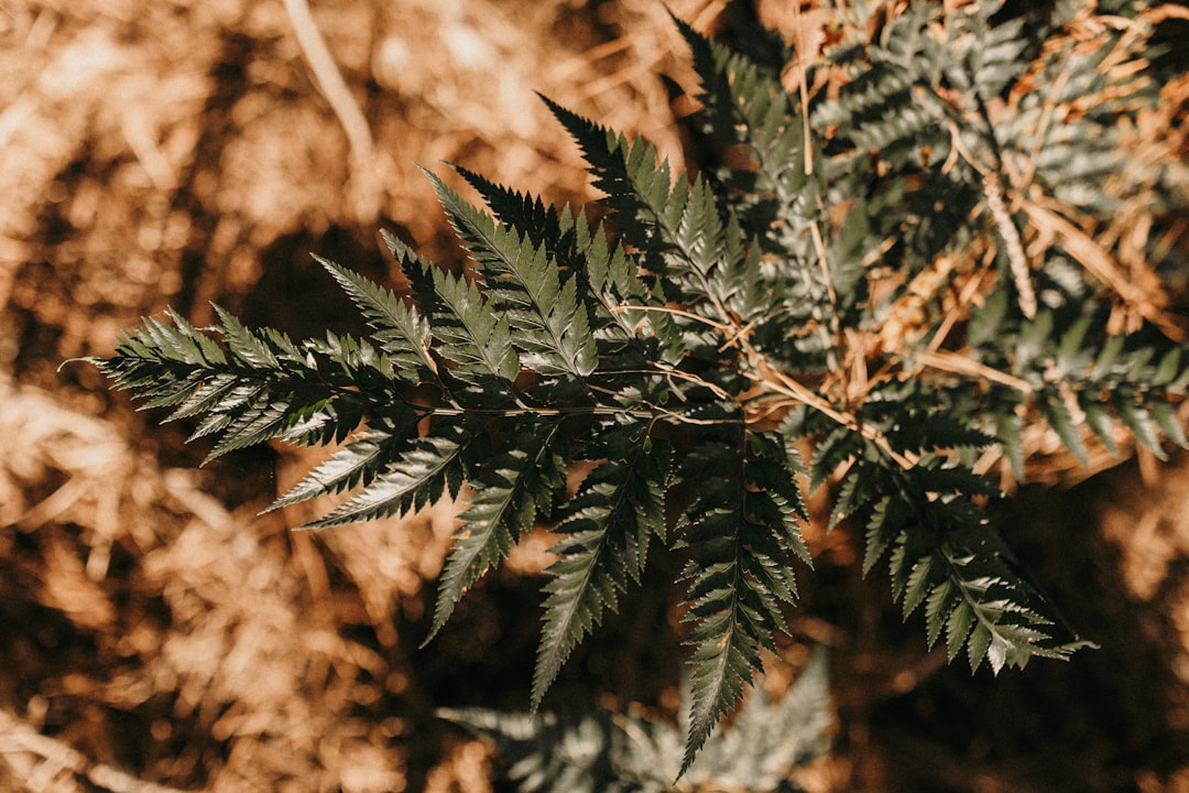 selective focus photo of even pinnate leaf plant