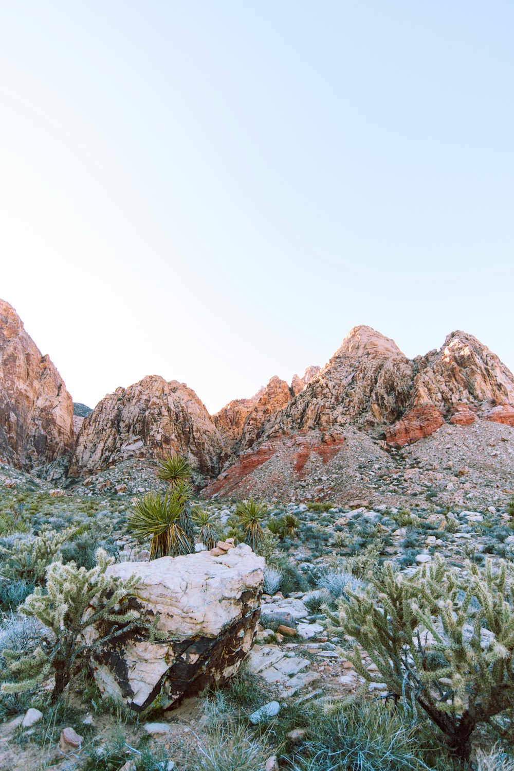 plants and rocks covered mountains