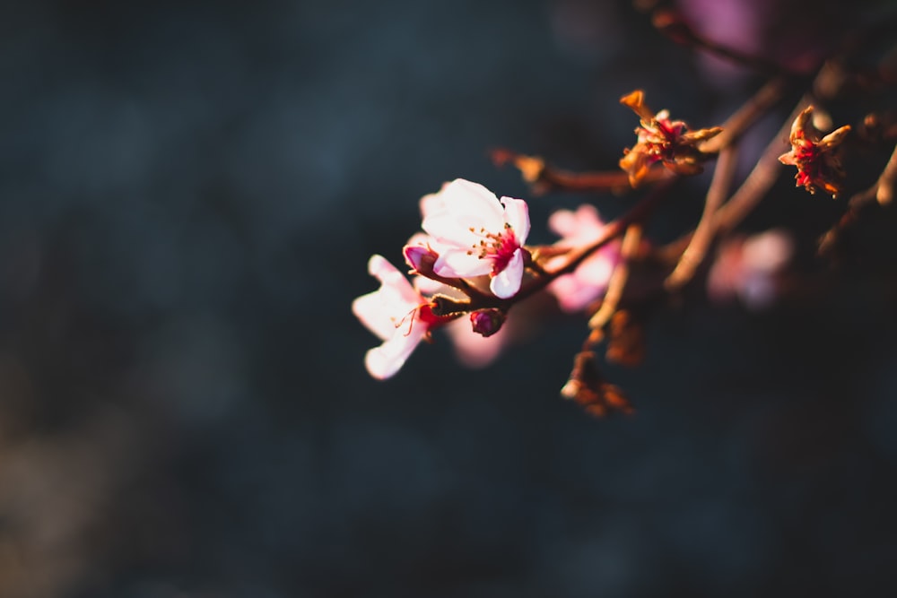 selective focus photography of white orchid