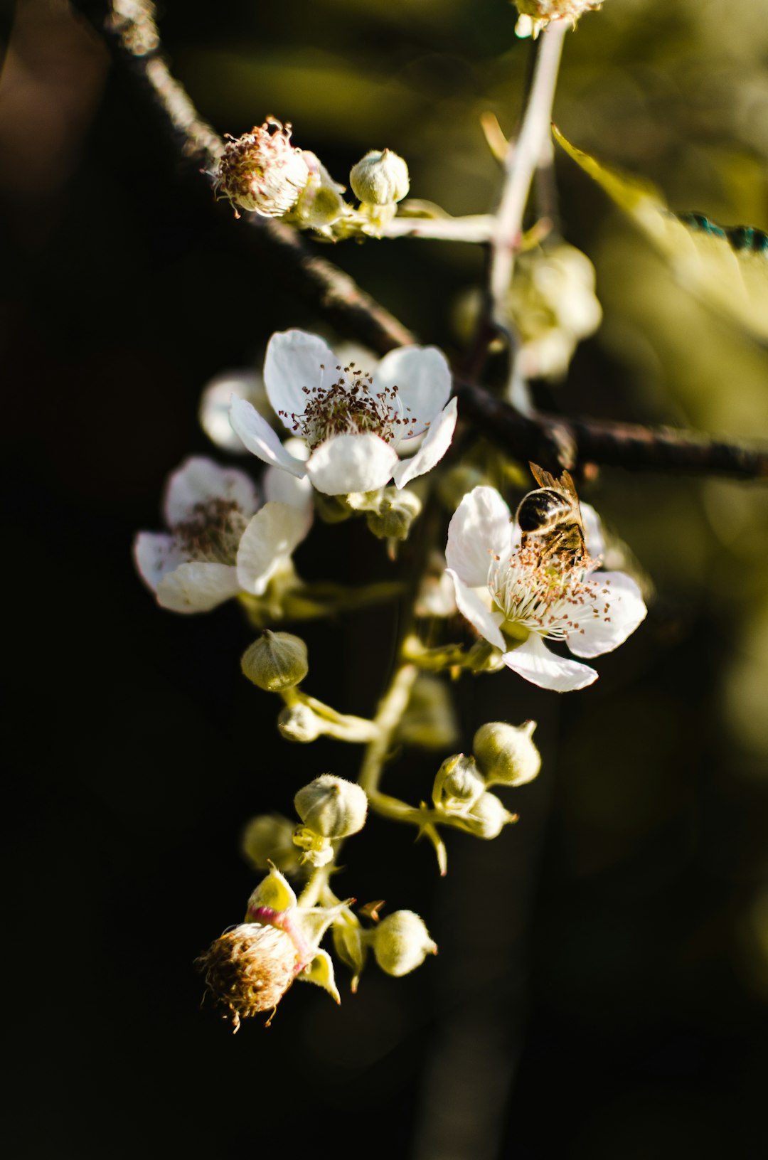 white petaled flower