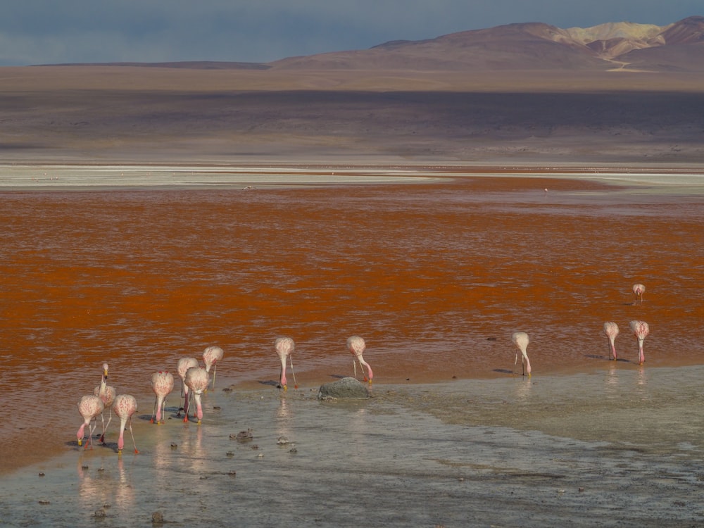 long-necked birds drinking water during daytime