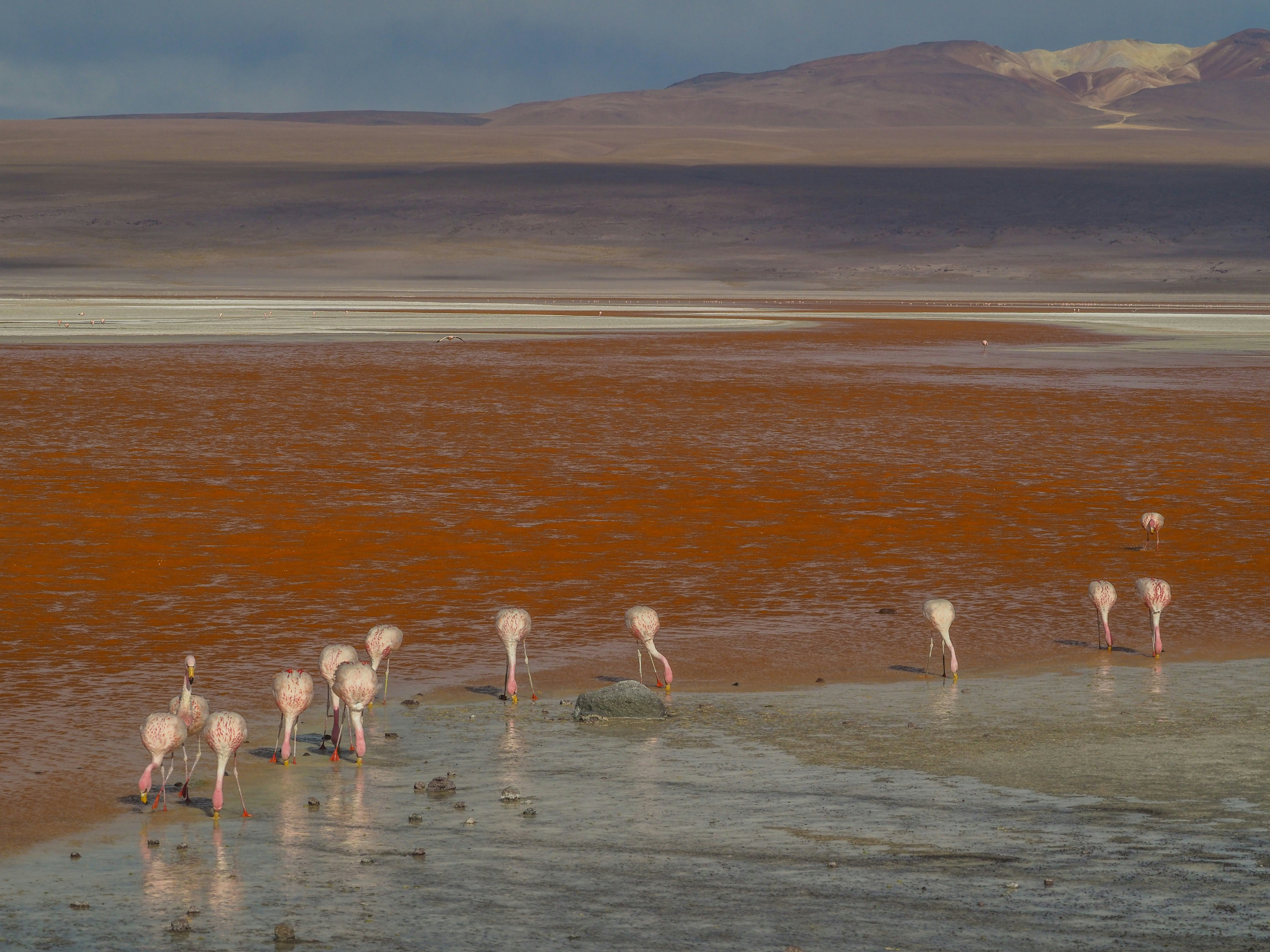 long-necked birds drinking water during daytime