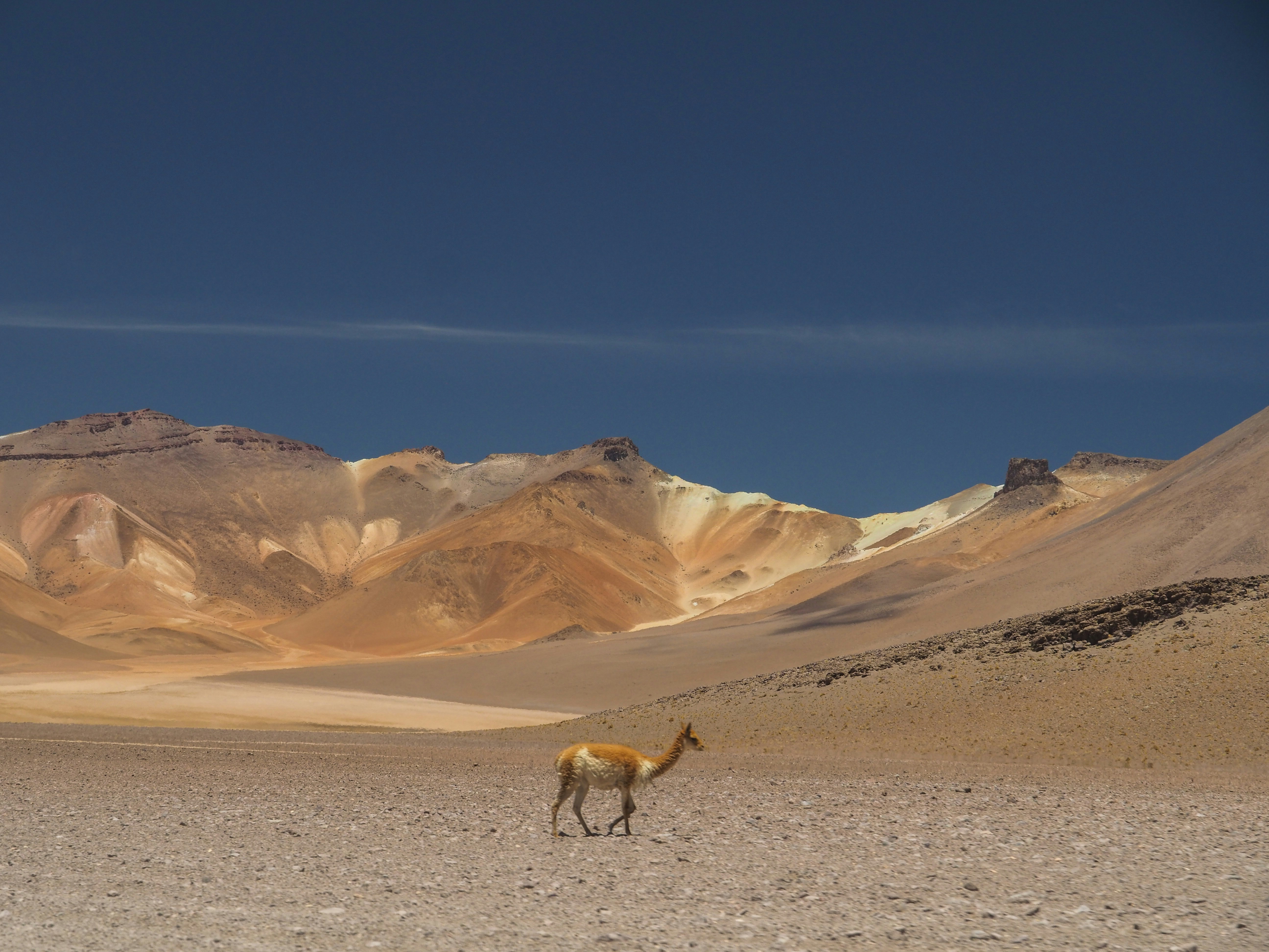 camel at the desert