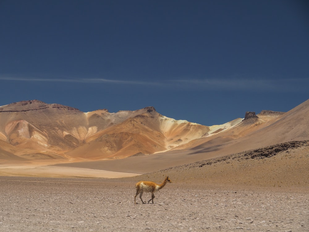 camel at the desert
