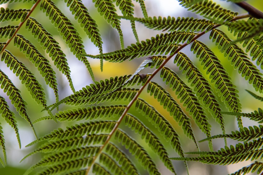 green-leaf leaves