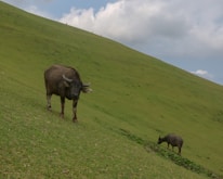 Close-up of a water buffalo mother and calf in a green pasture.