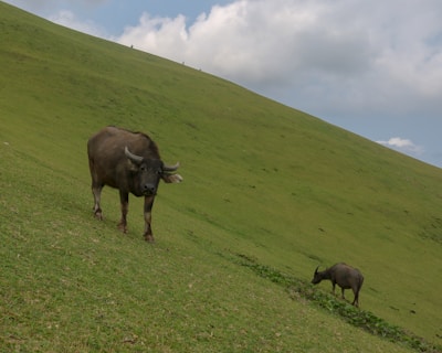 Close-up of a water buffalo mother and calf in a green pasture.