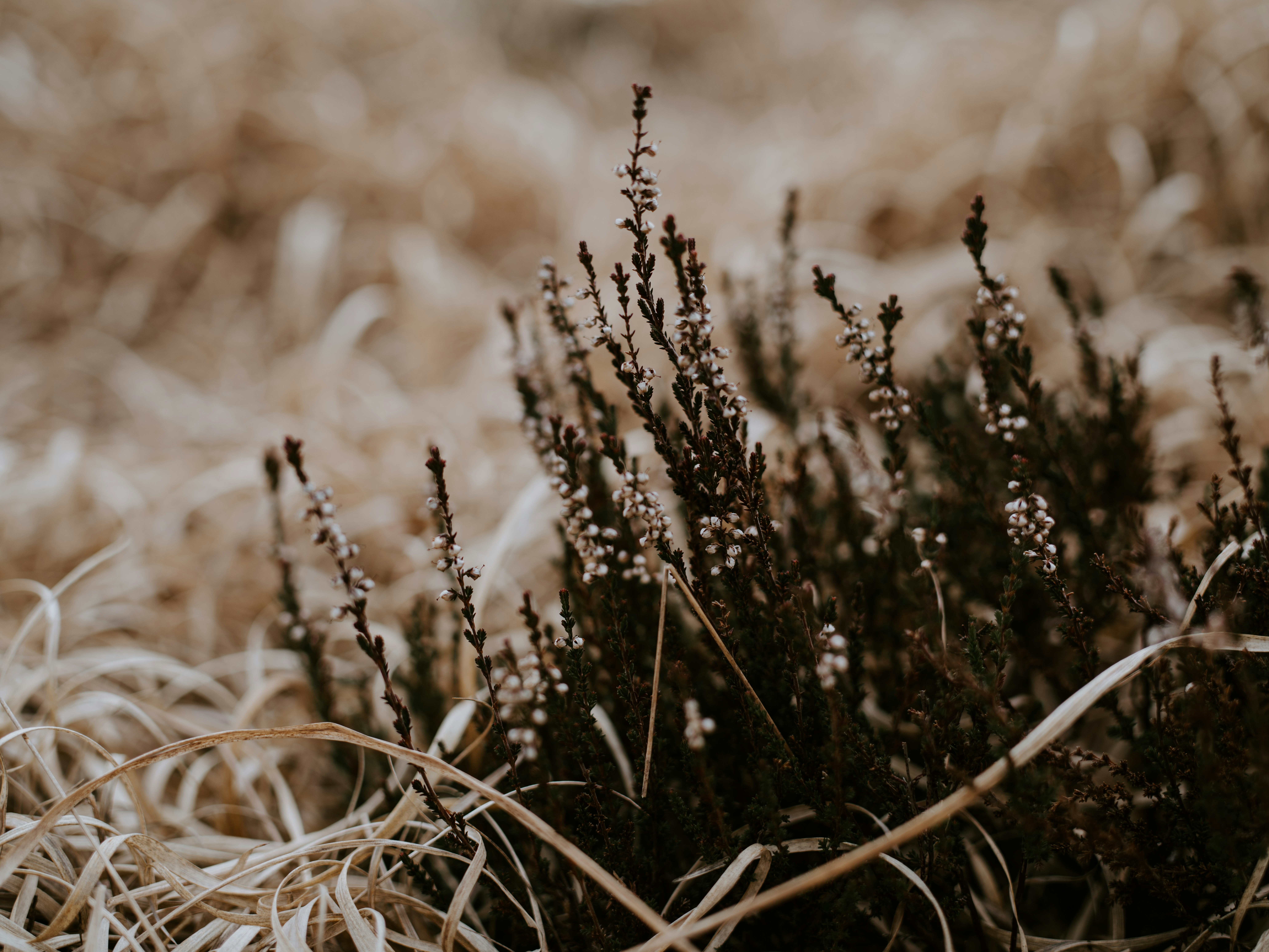 Photo by anniespratt