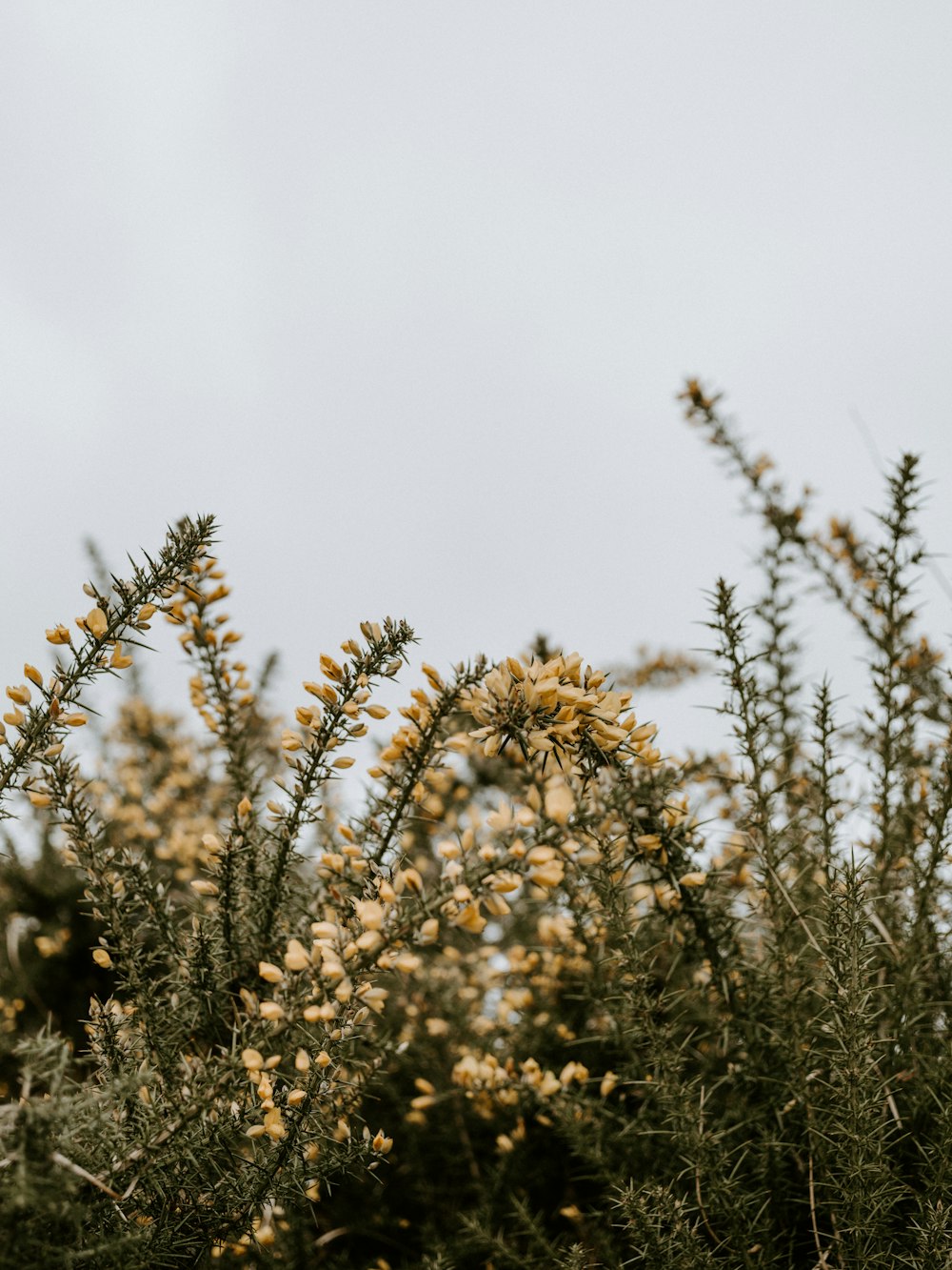 yellow petaled flower