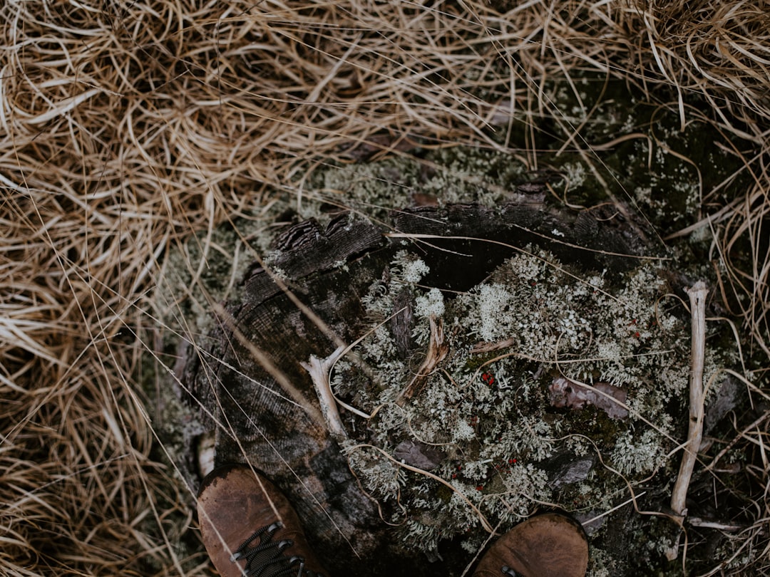 close-up of brown grass field