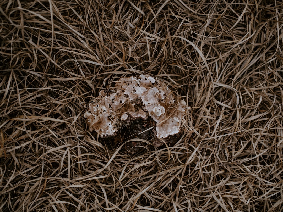 mushroom on dried grass