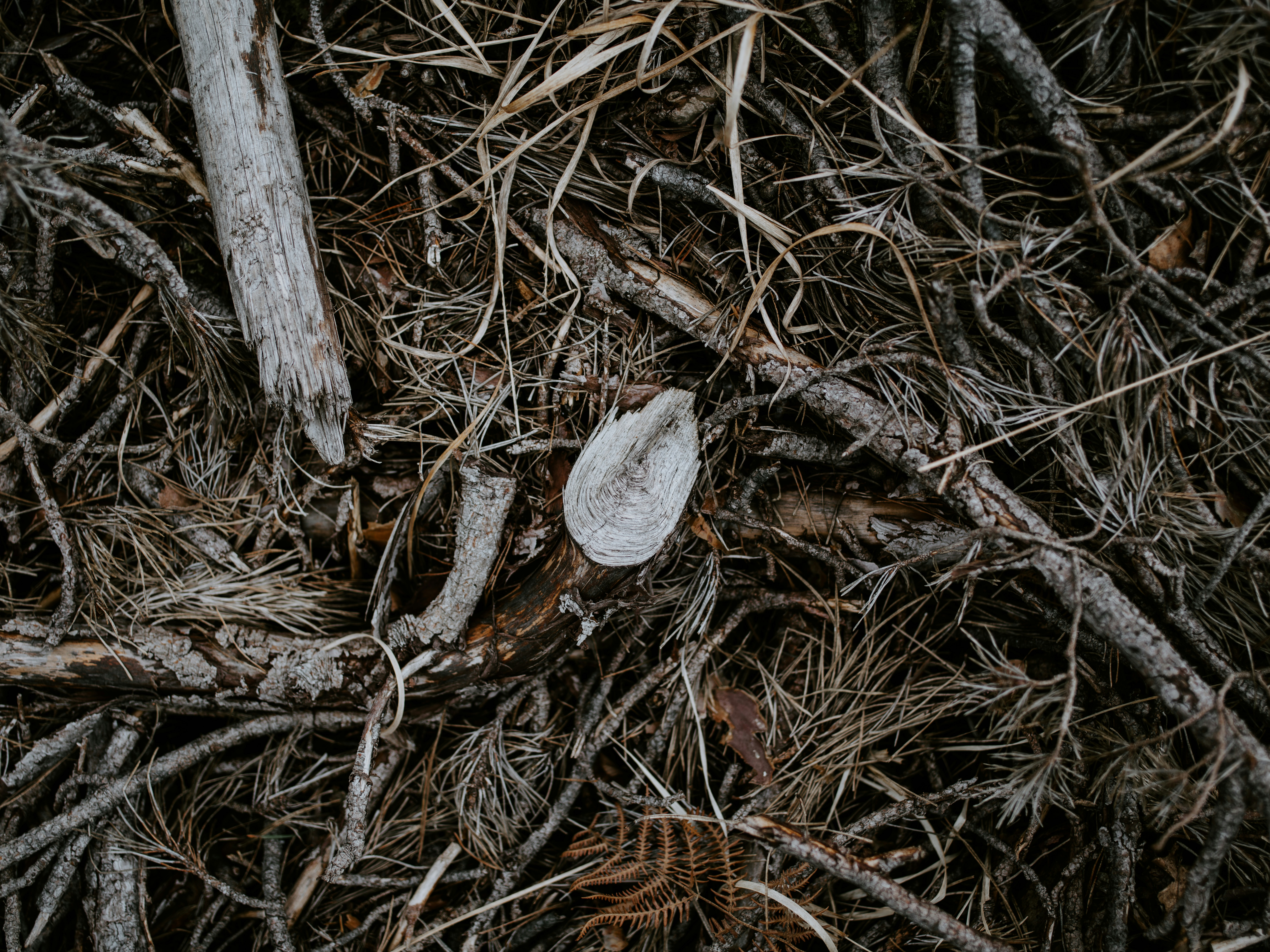 Photo by anniespratt