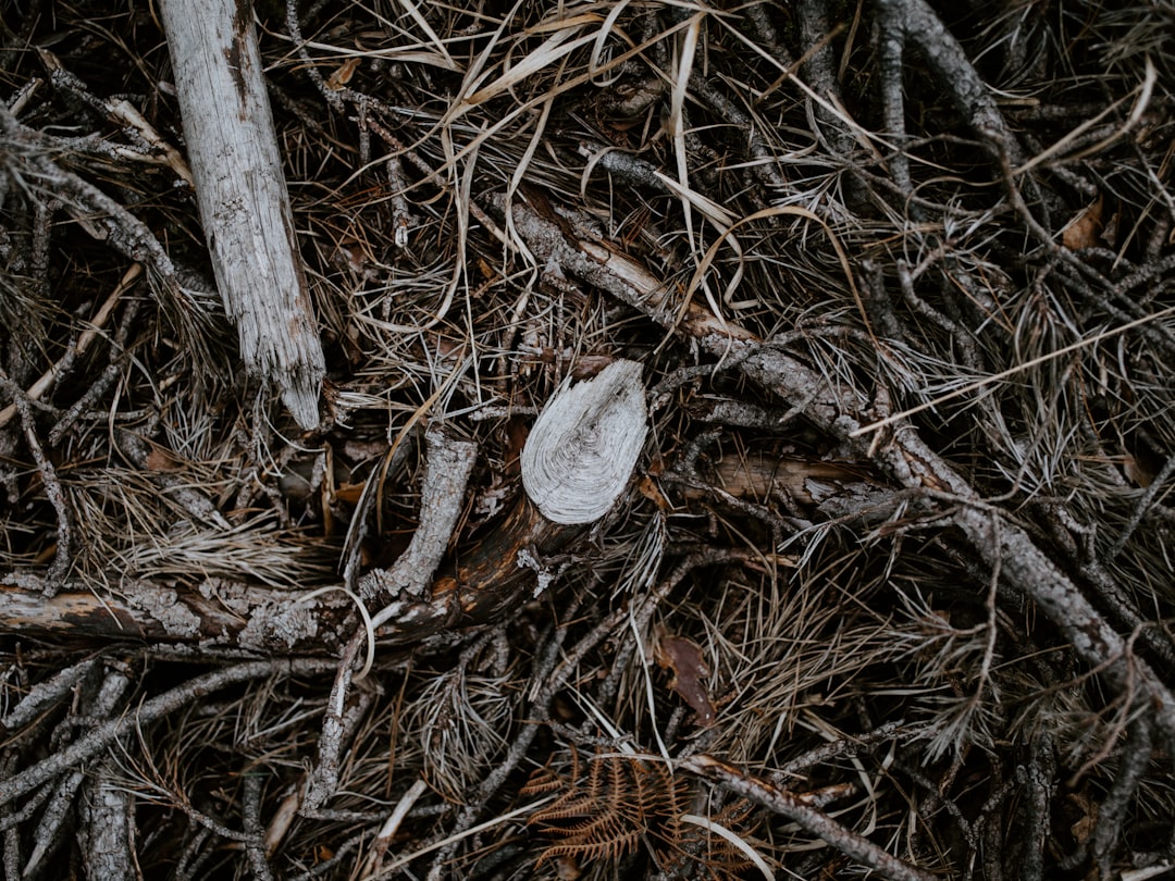 close-up of tree branch lot